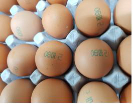 살충제 검출 농장 계란엔 '08마리'·'08 LSH' 표시