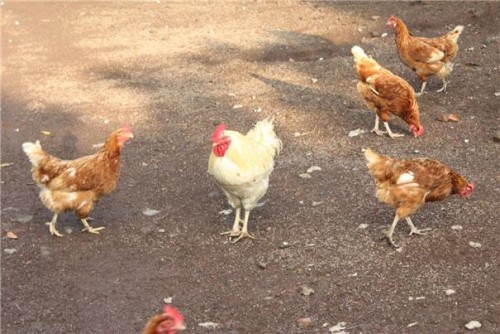 농장마당에서 한가롭게 거니는 닭들