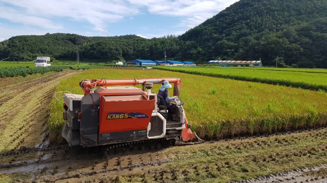 남정면 도천뜰 첫 벼 수확 장면