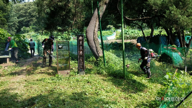 마을 보호수