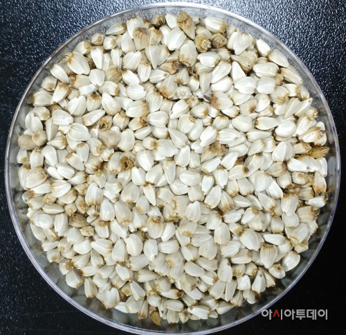 잇꽃씨