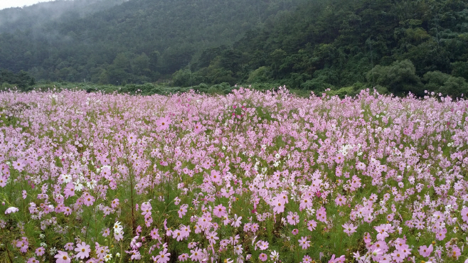 나옹왕사 탄생지 송천변 까치소, 코스모스 단지