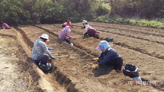 서산 6쪽마늘 파종