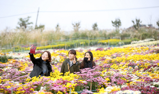 서산국화축제