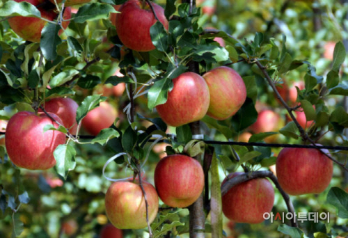 최북단 강원도 양구 사과, 홍콩 첫 수출
