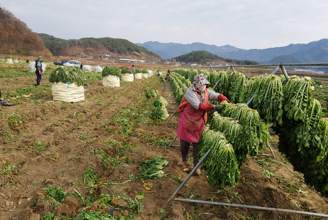 도산무청 시래기 생산
