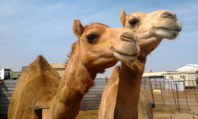 Camels_in_a_small_farm