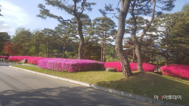 자라섬 봄의정원 조성