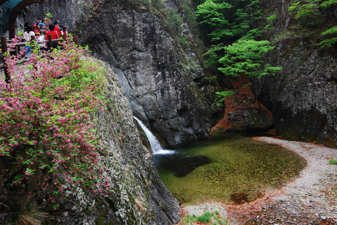 주왕산 수달래