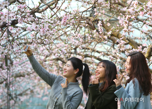 신촌복사꽃수정