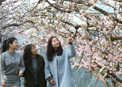 신촌복사꽃수정3