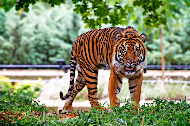 Sumatran_Tiger_USFWS