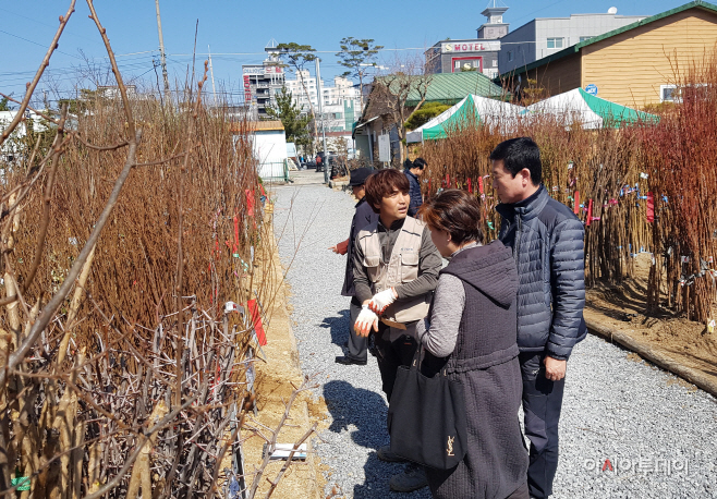 0313 밀양 봄철 나무시장 오픈(3)
