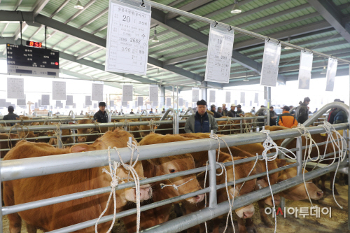 1.보령한우경매시장