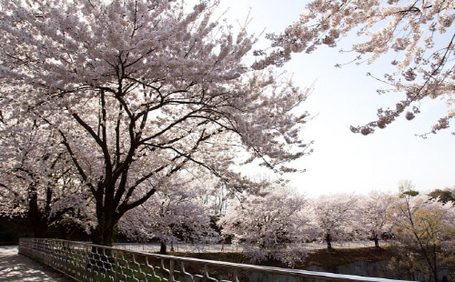 파주 오두산전망대에 핀 벗꽃/제공=파주시