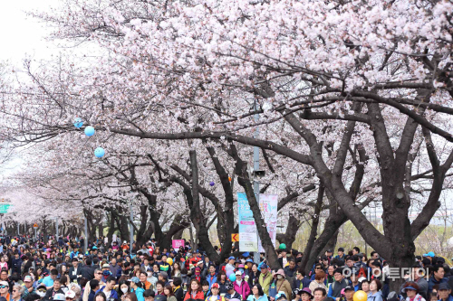 제14회 영등포여의도 봄꽃축제1
