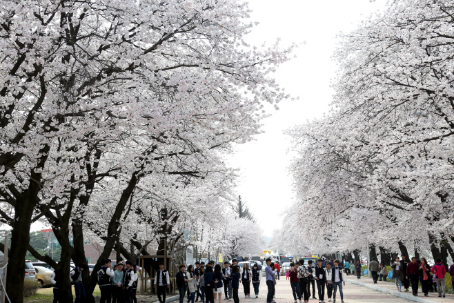 0402 안동봄꽃축제1
