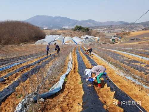 2일(홍성 유기농 감자)