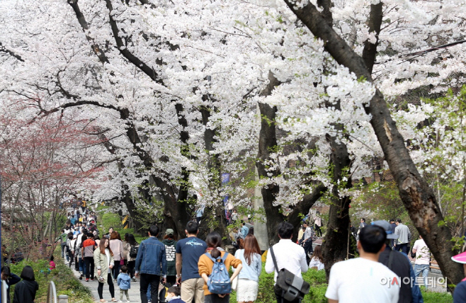 1.경기도청 벚꽃축제모습