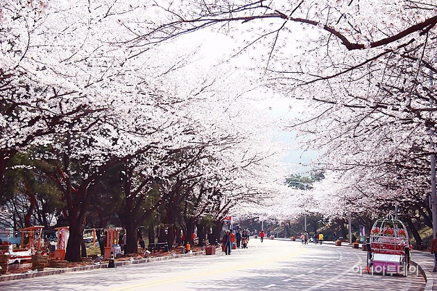 과천 벚꽃길