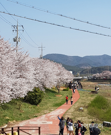 서산시 해미천 벚꽃축제