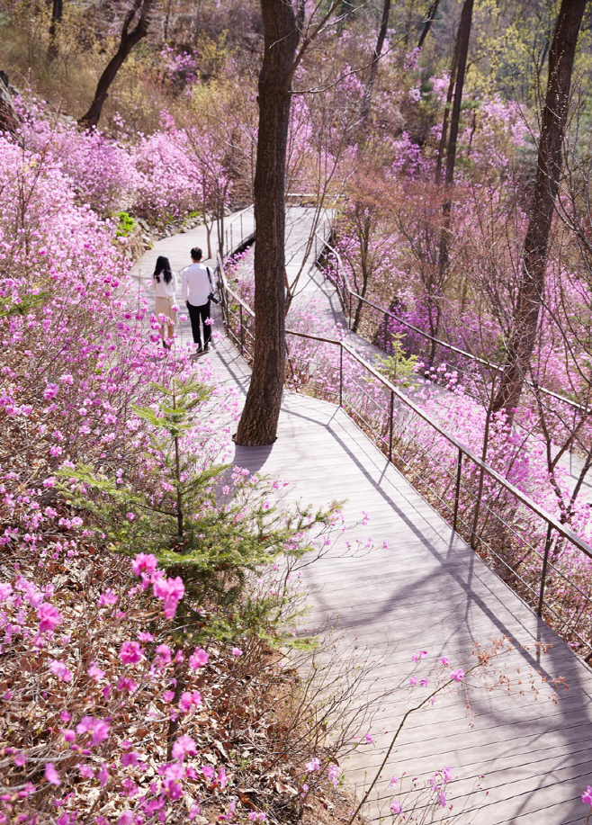 화담숲_철쭉 진달래길 데이트_HAHM5079