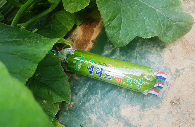 안동 청정 농산물 애호박