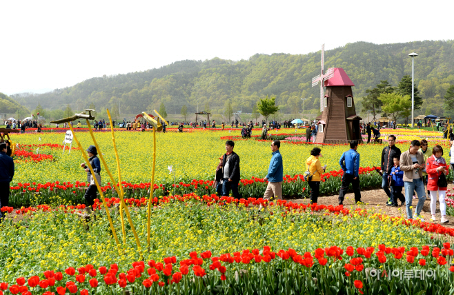 유채축제(20180415)