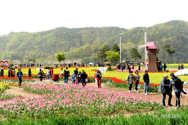 유채축제(20180415)1