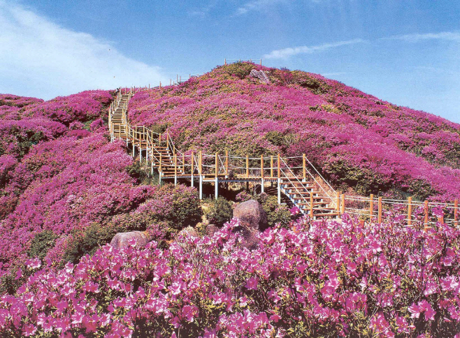 지리산 바래봉 철쭉제