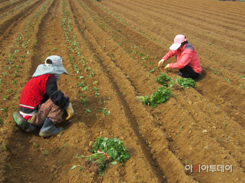 0423 고구마 식재1