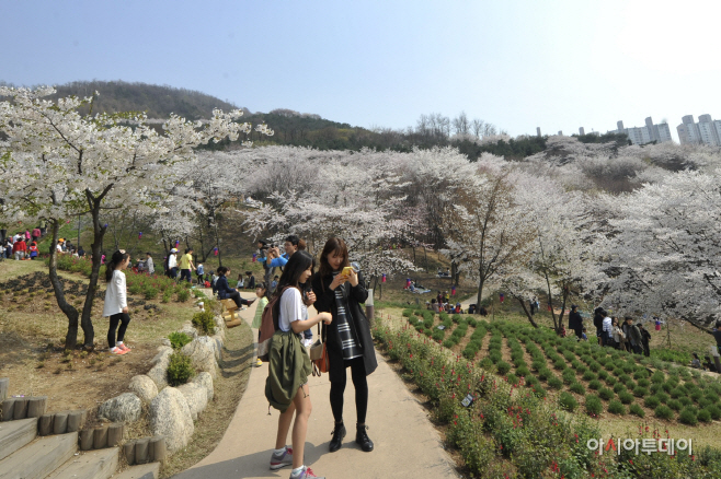 서대문구 안산 벚꽃 절정 (1)