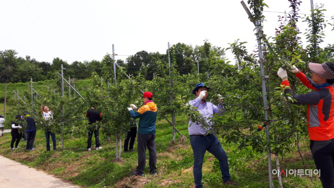 예산군 수도과, 농촌일손돕기 활동 펼쳐… 사과적과에 구슬땀