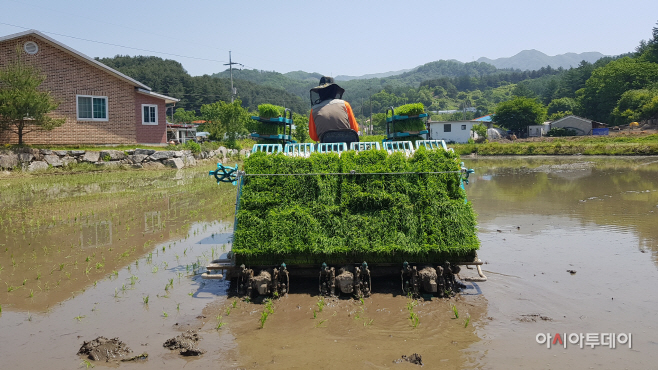 조종면모내기3