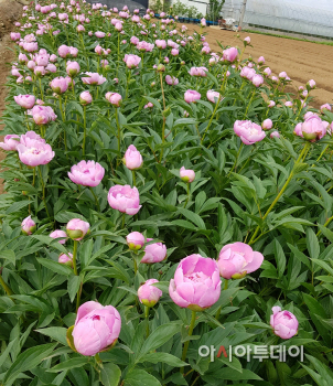 태안군 작약 재배