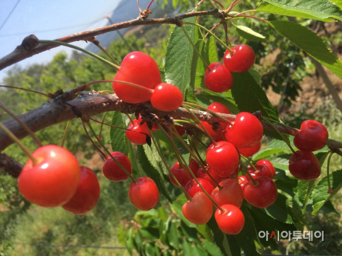 1.보령산 체리