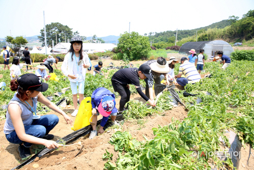 서산 팔봉산 감자축제 감자캐기 체험