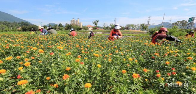 산청 약초재배단지 산청자활센터 홍화꽃 수확 한창