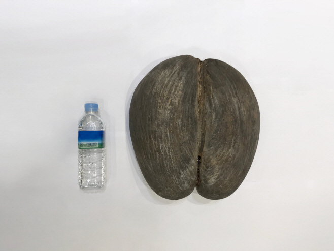 1. 코코 드 메르 암나무 씨앗(생수병과 크기 비교)