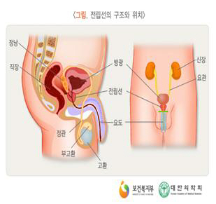 전립선의 구조와 위치