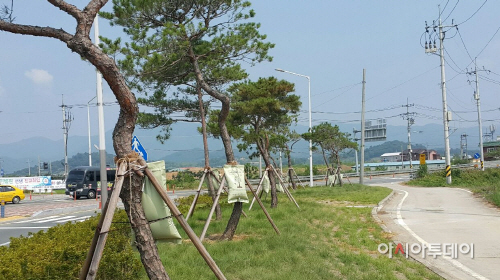 청도군수목