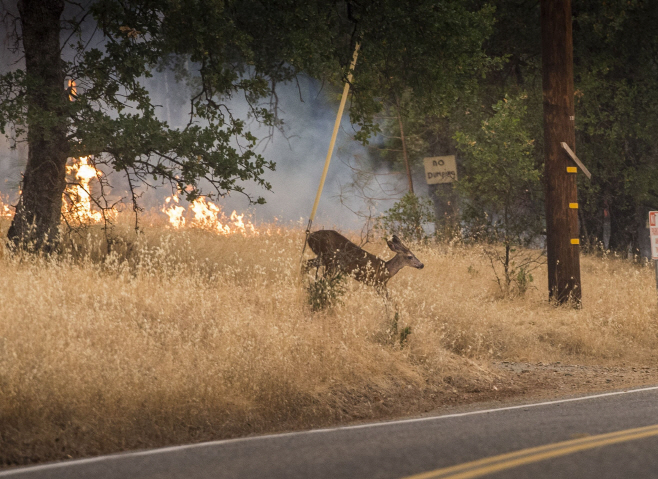California Wildfires