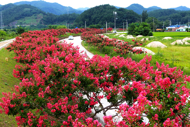 백일홍 꽃길2