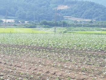 스프링클러