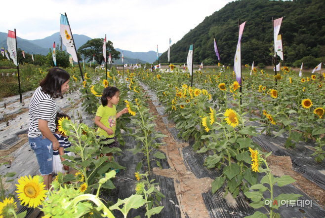 20180815 제1회 봉대마을 태바라기 축제-4