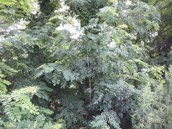 Resized_20180713_101559_8954