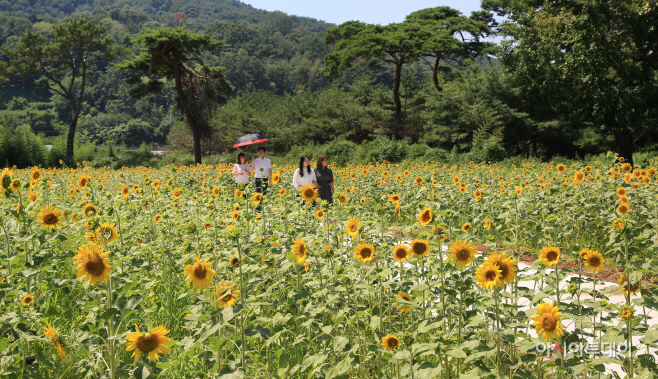 0821 밀양강 하천 친수공간 해바라기 산책로(3)