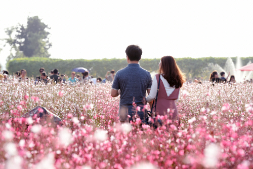 지난해 전국 최대 규모의 천일홍 꽃 군락지로 각광을 받았던 양