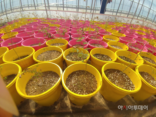 30일(홍주천년_관광객들을 기다리고 있는 느티나무 묘목들)
