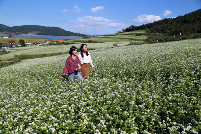 선학동 메밀밭 (4)